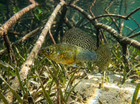 sailfin molly