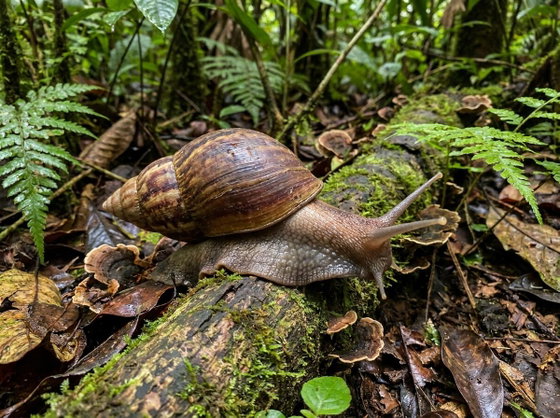 Giant african land snail