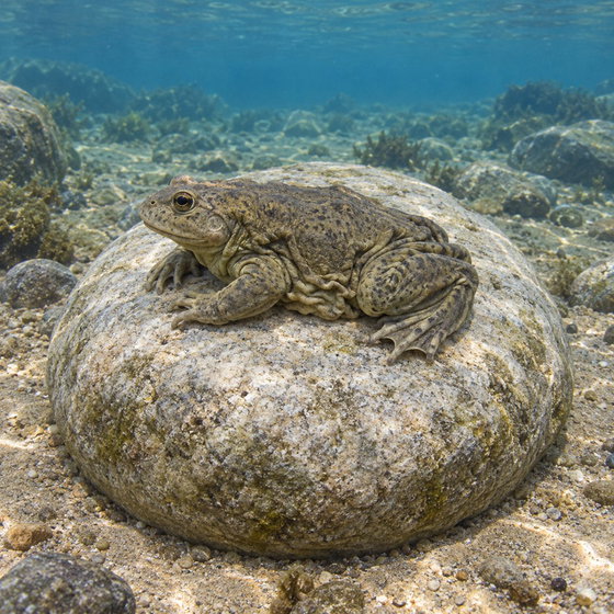 Titicaca water frog