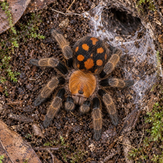 pumpkin patch tarantula