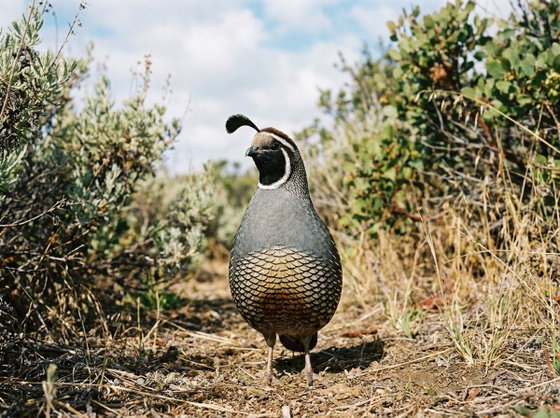 California Quail