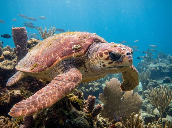 loggerhead sea turtle