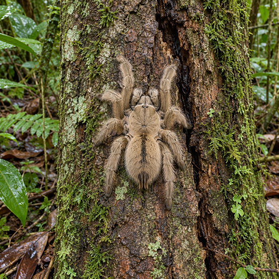 Panama blonde tarantula
