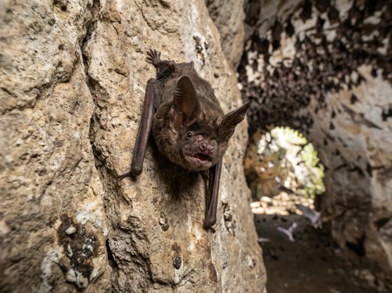 Mexican free-tailed bat