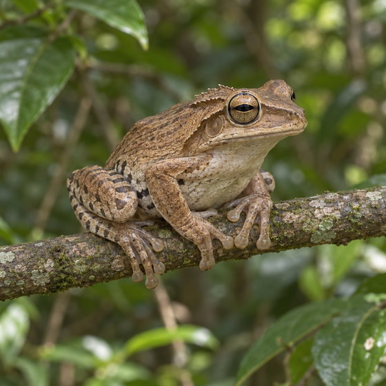 file-eared tree frog