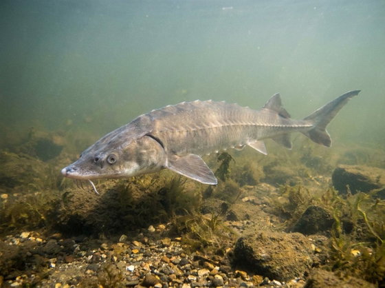 European sea sturgeon