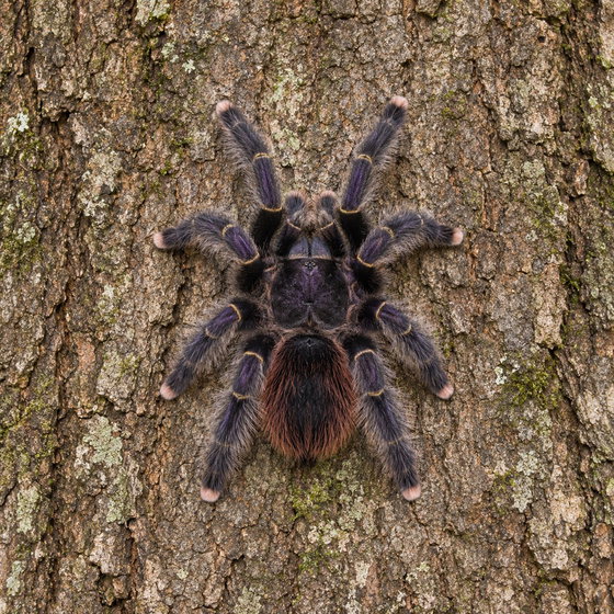 purple Peru pink toe tarantula