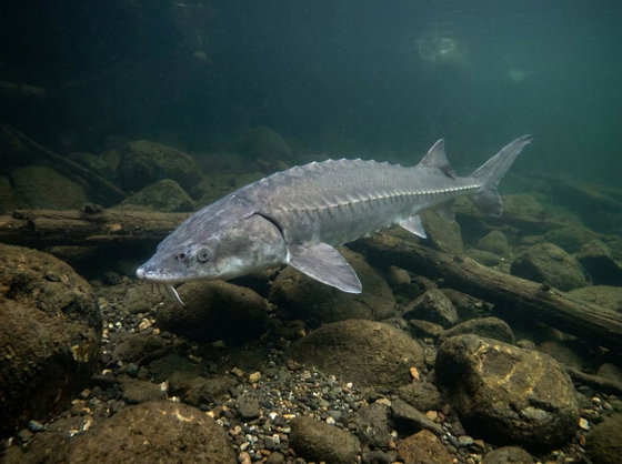 white sturgeon