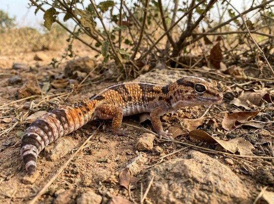African fat-tailed gecko