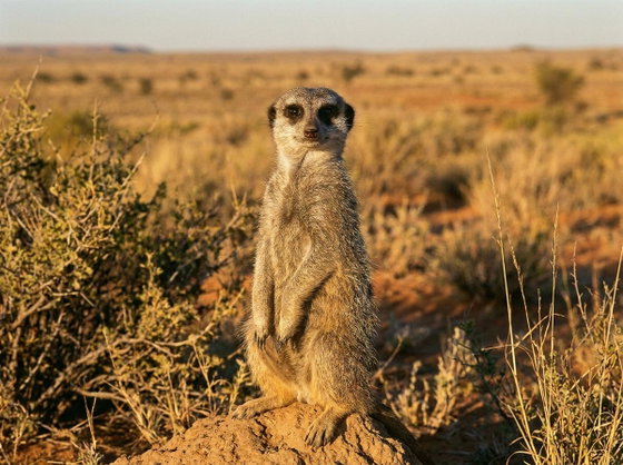 meerkat