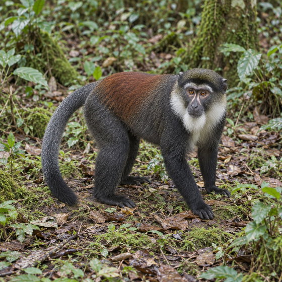 L'Hoest's monkey
