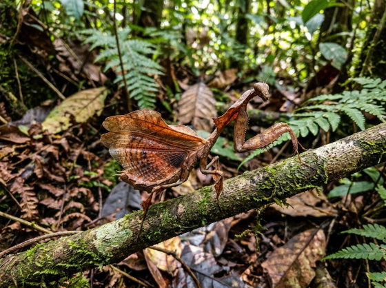 dead leaf mantis