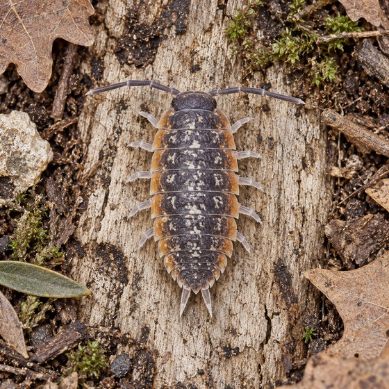Porcellio duboscqui