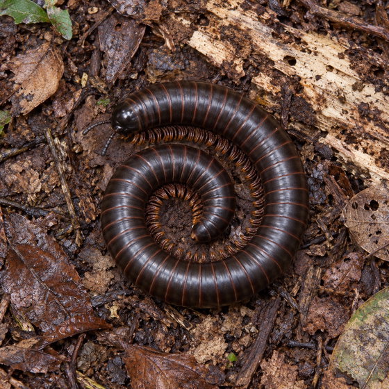 Spiropoeus fischeri