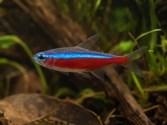 cardinal tetra