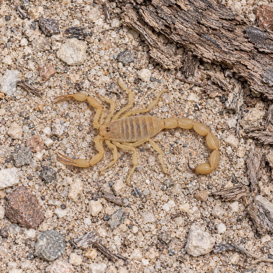 Arizona bark scorpion