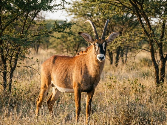 roan antelope