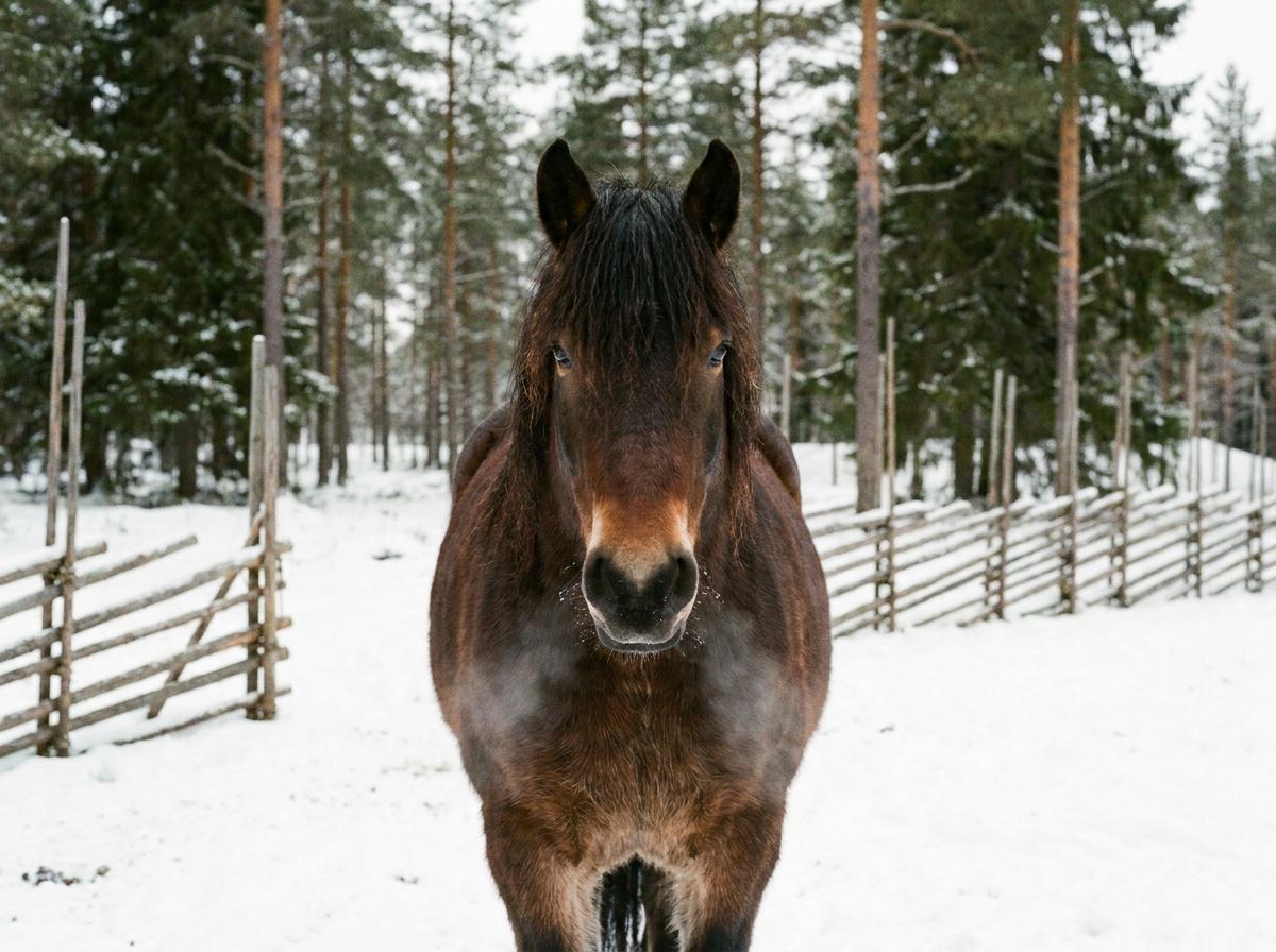North Swedish Horse