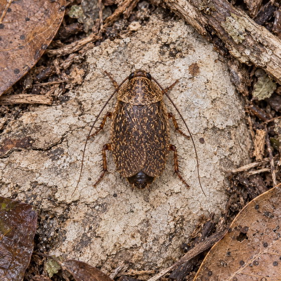 Pacific beetle cockroach