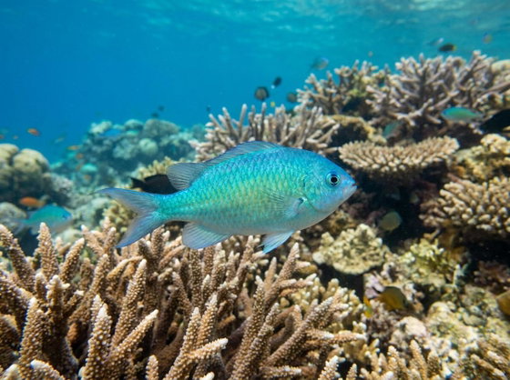 blue green chromis