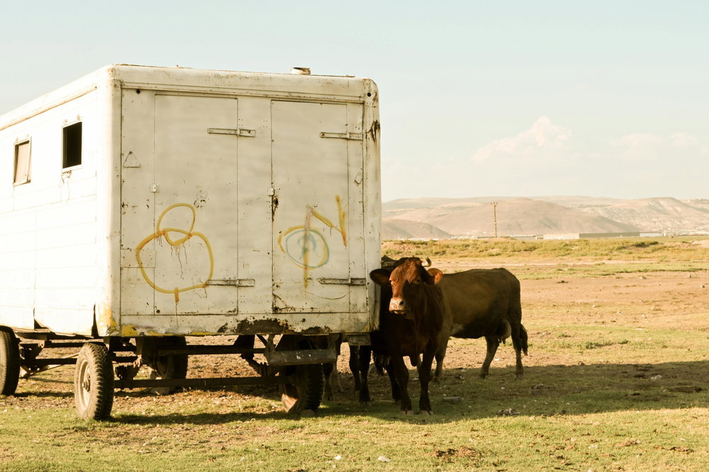 Donkey Boy, photo 6