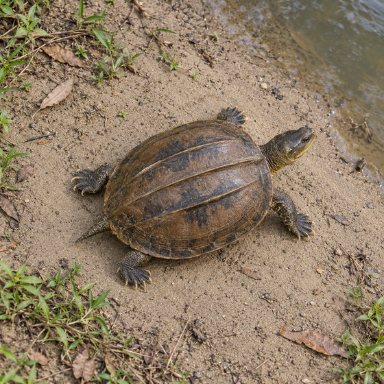 Burmese roofed turtle