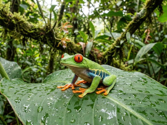 red-eyed tree frog