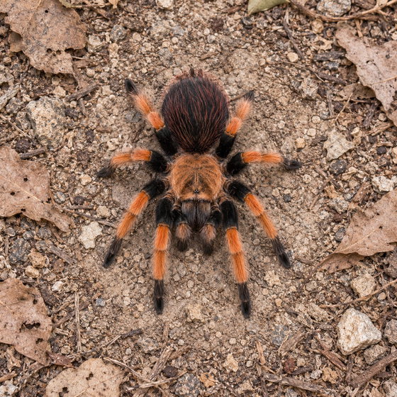 Mexican blood leg tarantula
