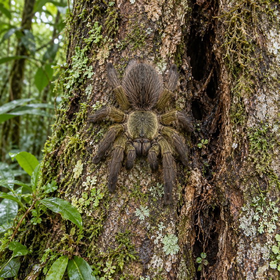 Ecuador olive gray tree tarantula