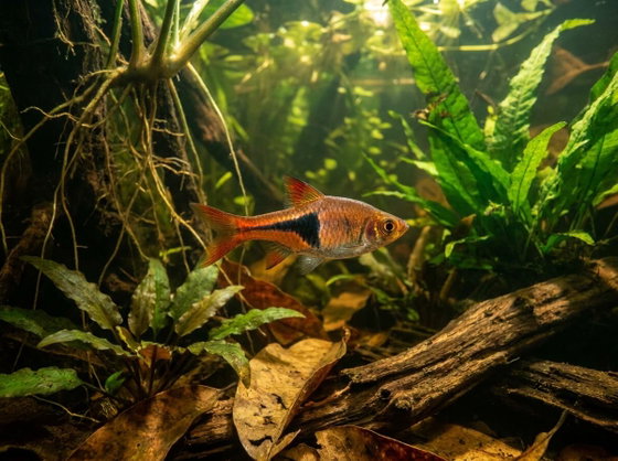 harlequin rasbora
