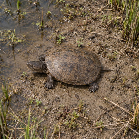 western swamp turtle