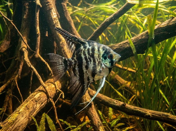 freshwater angelfish