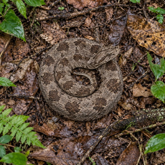 Solomon Island ground boa