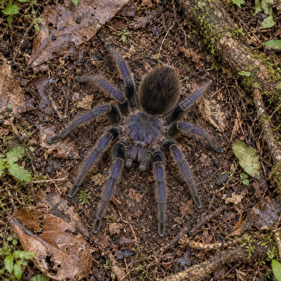 Colombian purple bloom tarantula
