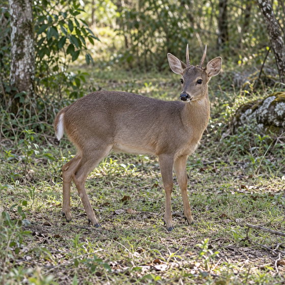 southern brown brocket