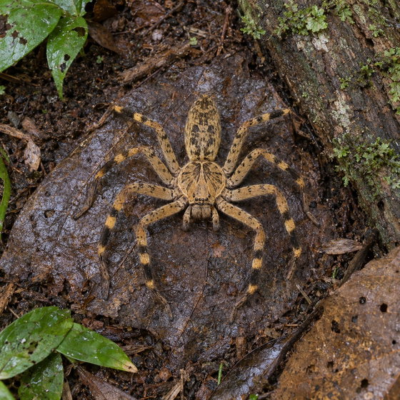 Cameroon crab spider