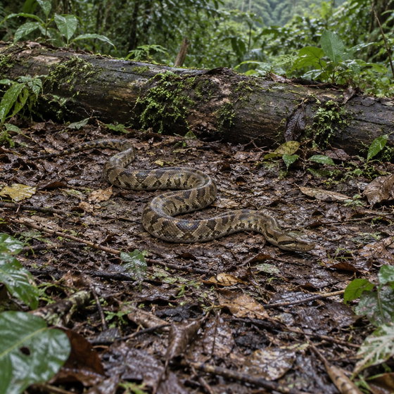 amethystine python