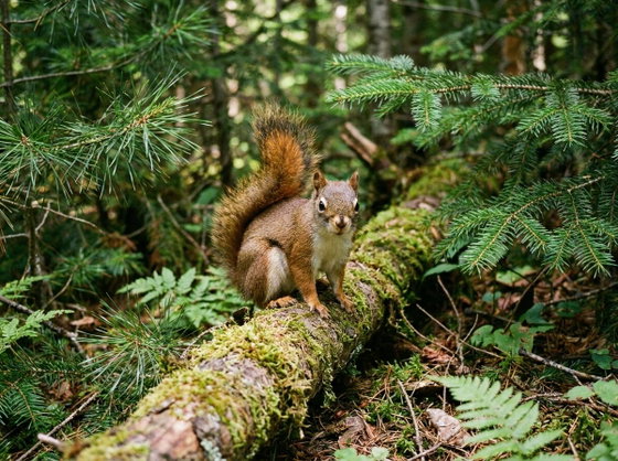 American red squirrel
