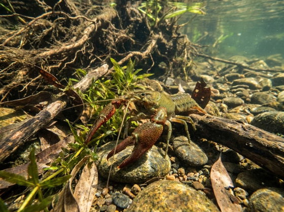 red claw crayfish