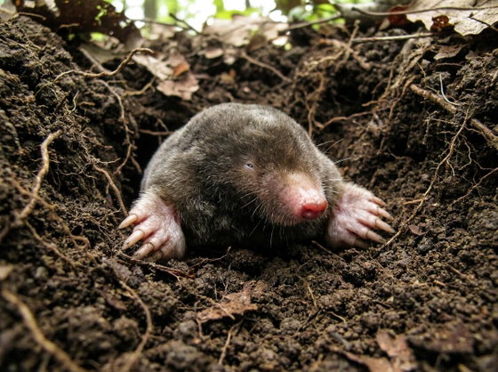 eastern mole