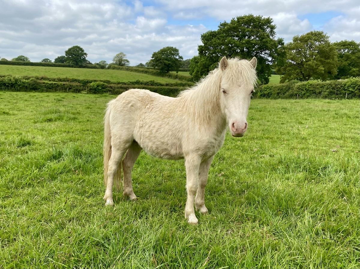 British Miniature Horse