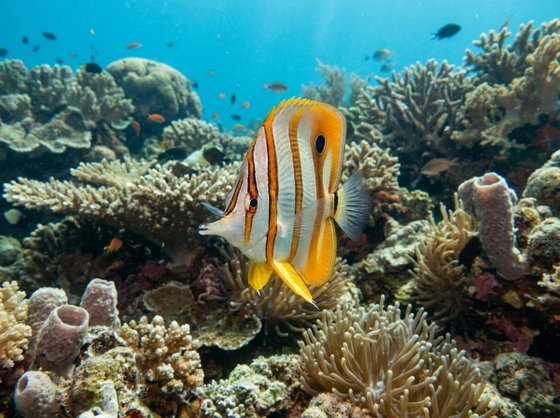 copperband butterflyfish