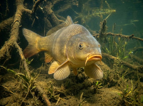 common carp