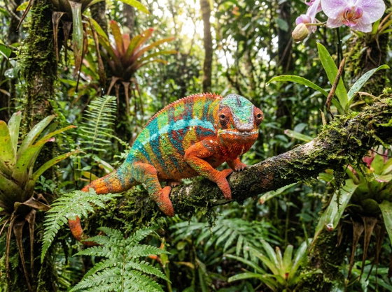 panther chameleon