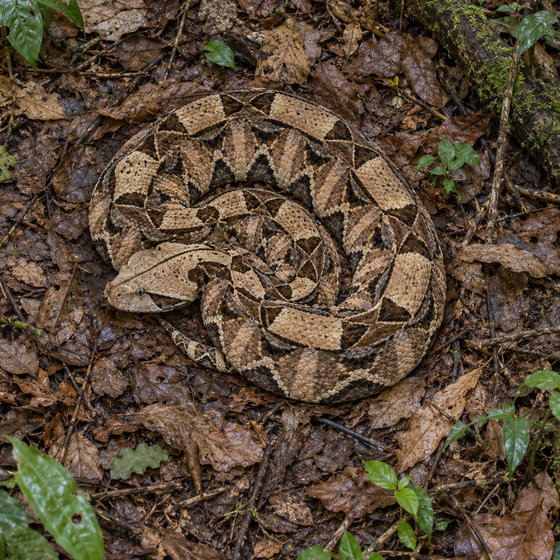 Gaboon adder