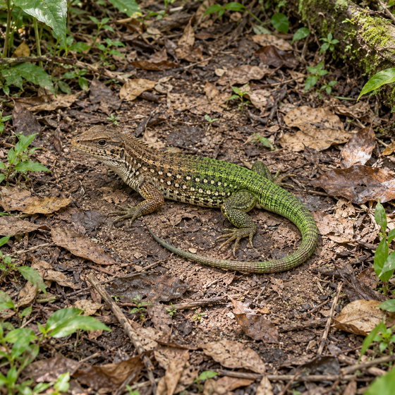 neotropical ameiva