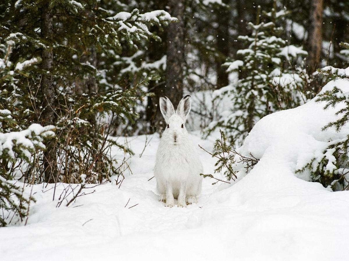 snowshoe hare