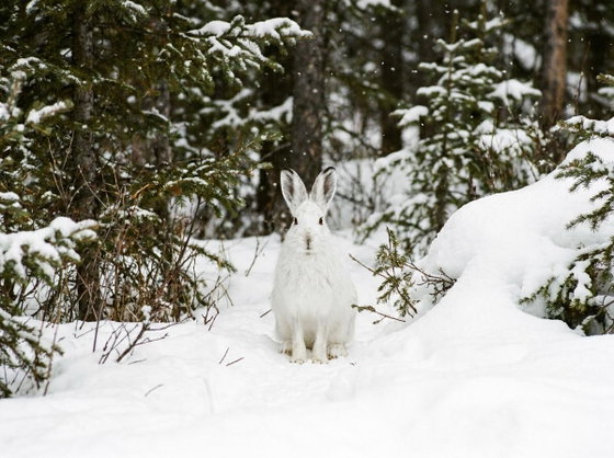 snowshoe hare