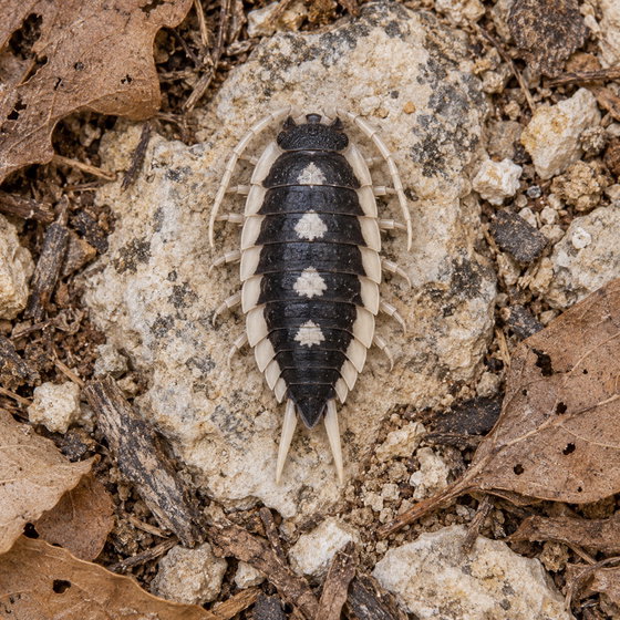 Porcellio expansus