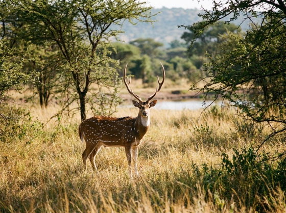 axis deer